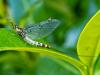 307040 – Photo : Cédric Mondy – France (88)
